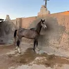 حصان عربي شعبي شيخ