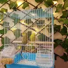 طيور الحب (بادجي)