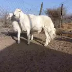 طليان فحول علئ المسك