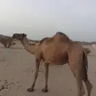 أعرض عشرا صفراء كفو