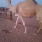 ناقه حائل ردوم شحم على 10 أجزاء