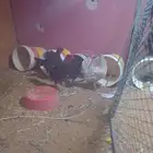 رماح