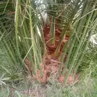 فسايل نخيل جثايث نقايل