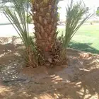 يوجد نقايل النخيل وفسايل النخيل وتكريب النخيل وصيانه النخيل