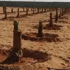 توريدنخل عربي وواشنطني