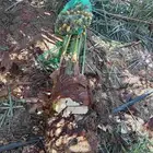 نخيل للبيع وشاري يسوم جمله وتفرد حتا واحده