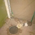 للبيع ارانب بلدي