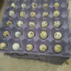 بيض سمان تكساس مخصب