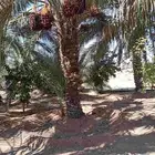 نخيل من 5 م الى 6م ممتاز