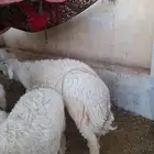 اضحية حري