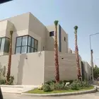 نخل نخيل واشنطن واشنطني ابو مروحه درجه اولى