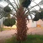 نخل للبيع مثمر خلاص سكري شيشي هلالي مجدول صقعي غر منيفي شهل