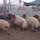 ذبايح ارخال شيء طيب