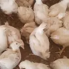 دجاج لاحم للبيع في المجمعه