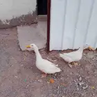تم البيع ولله الحمد