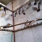 اجواز بلابل عراقيه أحجام جامبو