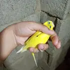 زوج بادجي منتج شرط