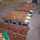 تمر سكري