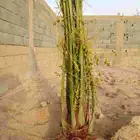 نخل مثمر بيشه تثبيت خيبر جميع انواع متوفره ومثمره