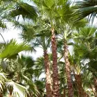 نخل واشنطني زينه