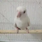 روز البينو عيون حمر ذكر نشيط عمر سنه جاهز لتزواج