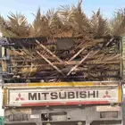 سعف نخيل أخضر طيب جديد للعرايش والمظلات