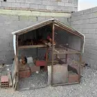 دجاج للبيع مع صندقتين وثلاث اقفاص