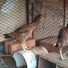 دجاج باكستاني سندي