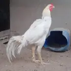 دجاج مشكل