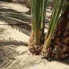 جثيث صفري
