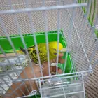 السلام عليكم للبيع طيور ذكر بادجي وأنثى زيبرا