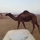 بكره ملحاء مفروده للبيع