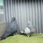 جوز لونق فيس