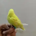 زوج البادجي هدد داخلي ونشبه