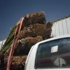 جميع انواع النخل اتصل وبذن الله نصل