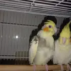 طيور كروان