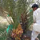 النخل للبيع وشاري يسوم جمله وتفرد حتا