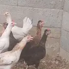 دجاج بياض