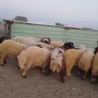 ذبايح نعيم بلدي شيء فاخر