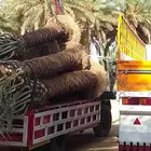 نخل بجميع انواعه نصدر إلى قطر البحرين. الكويت اليمن