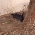 ارانب