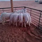 بهم حريات
