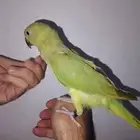 ببغاء دره هندي أليف جدا