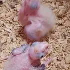 فروخ كروان للبيع