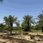 ارض زراعي للبيع الجبيل الصناعيه
