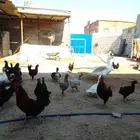 دجاج بلدي بياض وبط بياض وذكر وز
