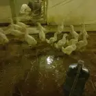 بط بكيني