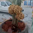 يتوجدالدينافسيل محملةبجميع انوعهامن له الرغبةيتوصل معنا