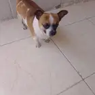 كلب شيواوا للبيع