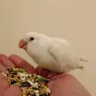 روز أليف جدا مناسب للأطفال بداية فطام وهدد باأغراضه